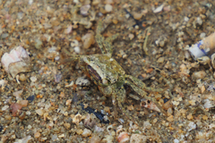 Parasesarma
