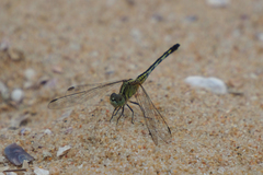 Diplacodes trivialis