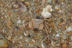 Dotilla wichmanni