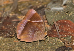 Thaumantis noureddin