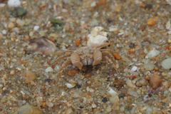 Dotilla wichmanni