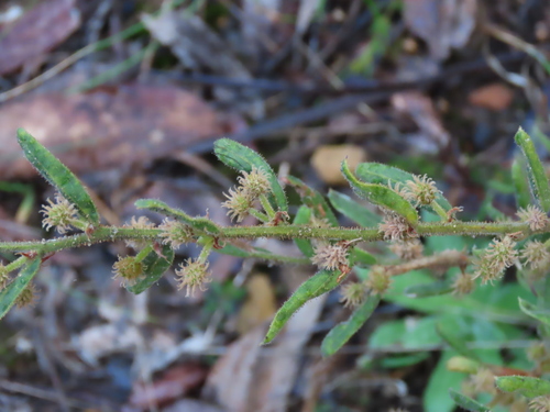 Image of Acacia aspera by (c) Elspeth Swan, some rights reserved (CC BY)