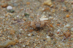 Dotilla wichmanni