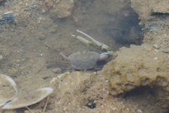 Gelasimus borealis