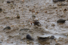 Gelasimus borealis