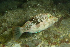 Canthigaster