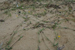 Cichorieae