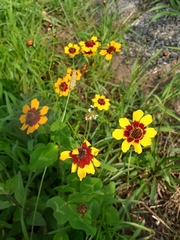 Coreopsis tinctoria