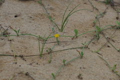 Cichorieae