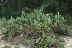 Opuntia stricta