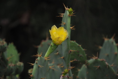 Opuntia stricta