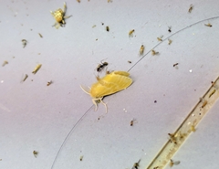 Euproctis dissimilis