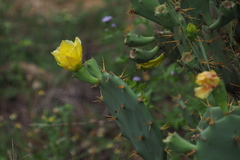 Opuntia stricta