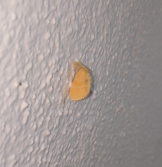 Euproctis dissimilis