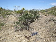 Condalia ericoides