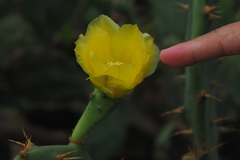 Opuntia stricta