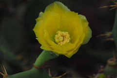 Opuntia stricta