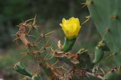 Opuntia stricta