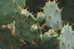 Opuntia stricta