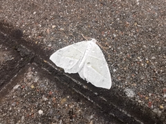 Campaea margaritaria