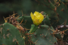 Opuntia stricta