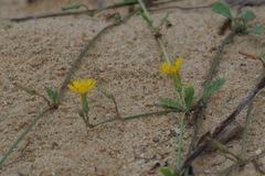 Cichorieae