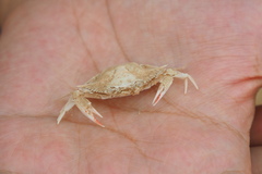 Portunus