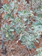 Atriplex stipitata