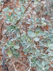 Atriplex stipitata