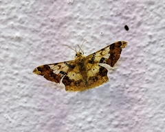 Krananda lucidaria