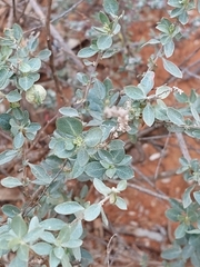 Atriplex stipitata