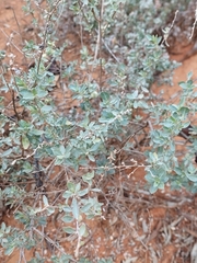 Atriplex stipitata
