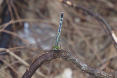 Diplacodes trivialis