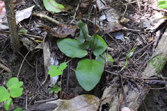 Mickelopteris cordata