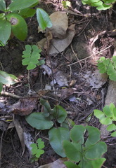 Mickelopteris cordata