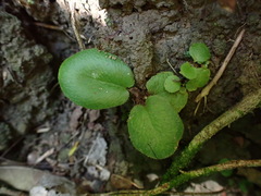Mickelopteris cordata