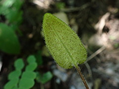 Mickelopteris cordata