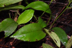 Cryptostylis arachnites