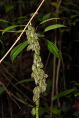 Calanthe lyroglossa