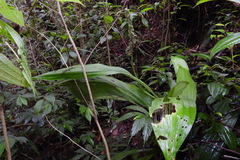 Calanthe lyroglossa