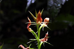 Cryptostylis arachnites