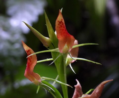 Cryptostylis arachnites