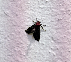 Toccolosida rubriceps