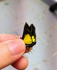 Toccolosida rubriceps