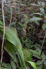 Calanthe lyroglossa
