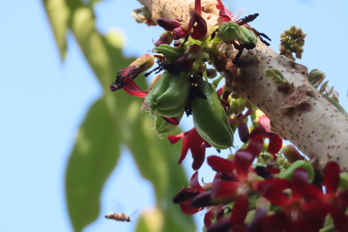 Averrhoa bilimbi