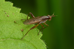Sepedon spinipes