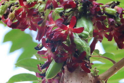Averrhoa bilimbi