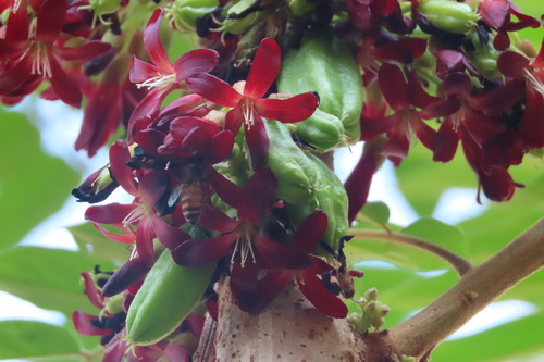 Averrhoa bilimbi