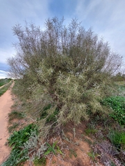 Hakea leucoptera leucoptera